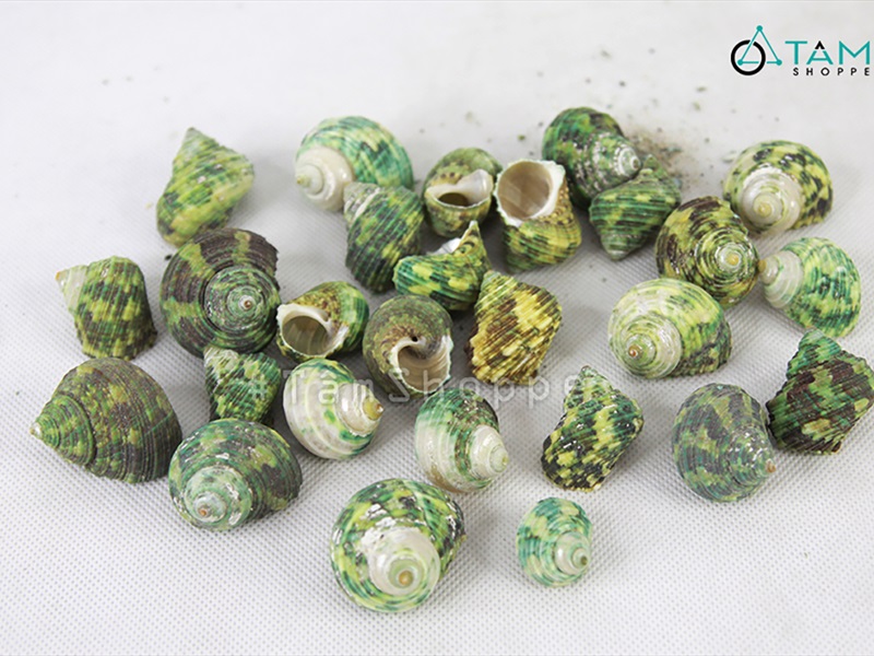 Vỏ ốc xanh [Hủ 180-200gr/ Ngẫu nhiên] VOOC-21