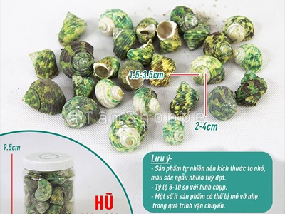 Vỏ ốc xanh [Hủ 180-200gr/ Ngẫu nhiên] VOOC-21