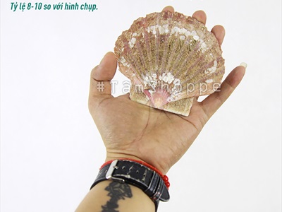 Vỏ sò điệp tự nhiên nhiều cỡ [Từ 3-12cm/ Đủ kiểu] VOSO-06