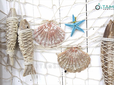 Vỏ sò điệp tự nhiên nhiều cỡ [Từ 3-12cm/ Đủ kiểu] VOSO-06