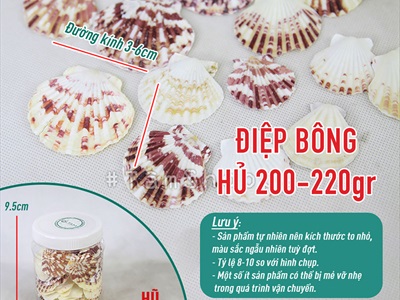 Vỏ sò điệp tự nhiên nhiều cỡ [Từ 3-12cm/ Đủ kiểu] VOSO-06