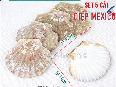 Vỏ sò điệp tự nhiên nhiều cỡ [Từ 3-12cm/ Đủ kiểu] VOSO-06
