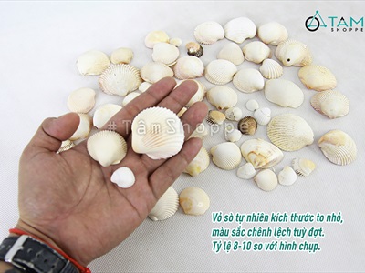 Vỏ sò huyết cồ [Hủ 230-250gr/ Lộn xộn cỡ] VOSO-05