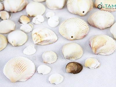 Vỏ sò huyết cồ [Hủ 230-250gr/ Lộn xộn cỡ] VOSO-05
