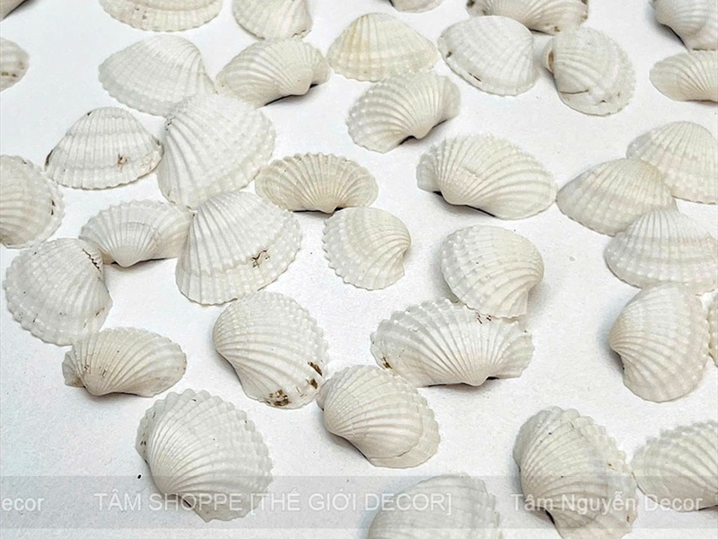 Vỏ sò huyết trắng làm handmade [Theo hủ/ Nhiều cỡ] VOSO-05