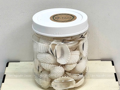 Vỏ sò huyết trắng làm handmade [Theo hủ/ Nhiều cỡ] VOSO-05