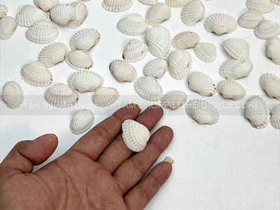 Vỏ sò huyết trắng làm handmade [Theo hủ/ Nhiều cỡ] VOSO-05
