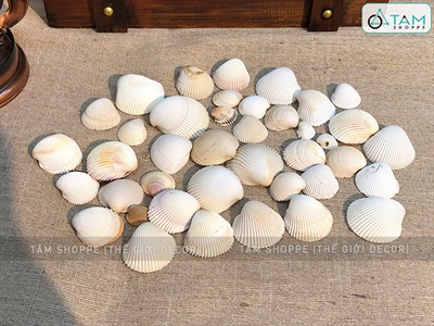 Vỏ sò lông trắng 2-5cm Hủ 230-250gr (35-40 cái) VOSO-LONG-01