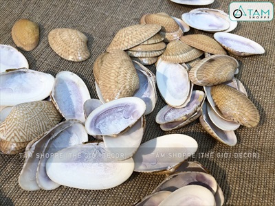 Vỏ sò lụa vàng (Ốc chíp chíp) hủ 160-180gr (90-100 cái) VOSO-CHIP-01