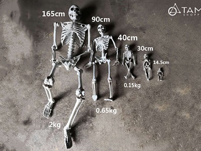 Mô hình bộ xương người như thật nhiều cỡ XUONG-FULL-01