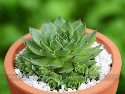 Sỏi nhí trang trí [Bịch 500gr - Sỏi sạch] SOIDA-02